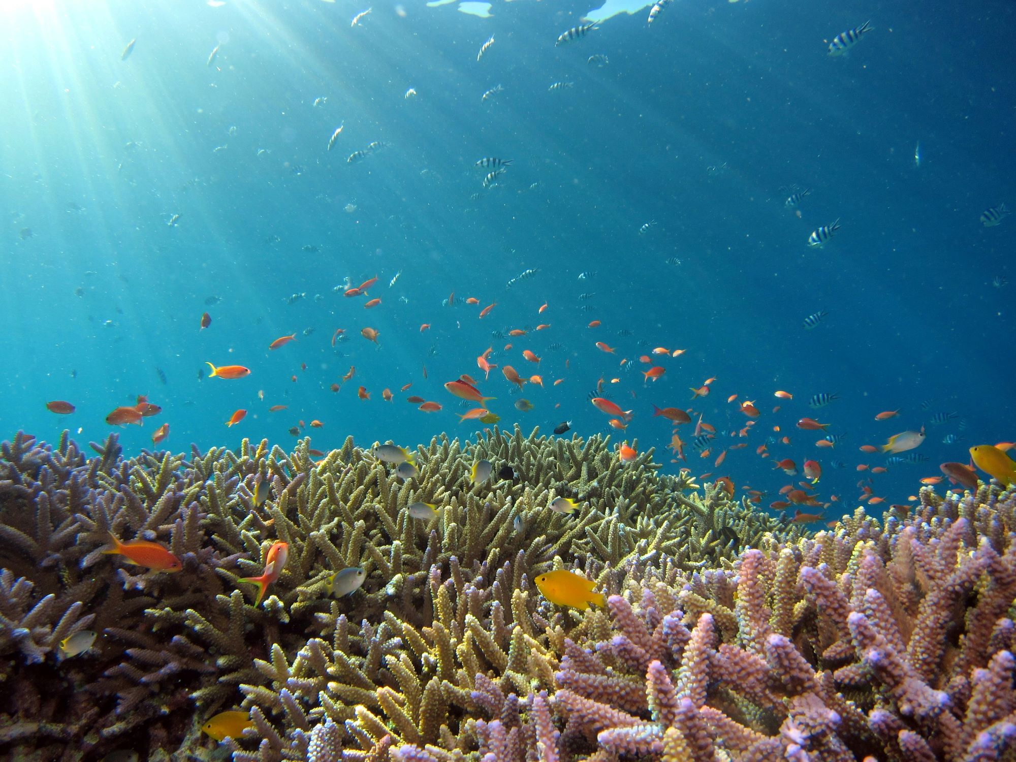 How many oceans are there?