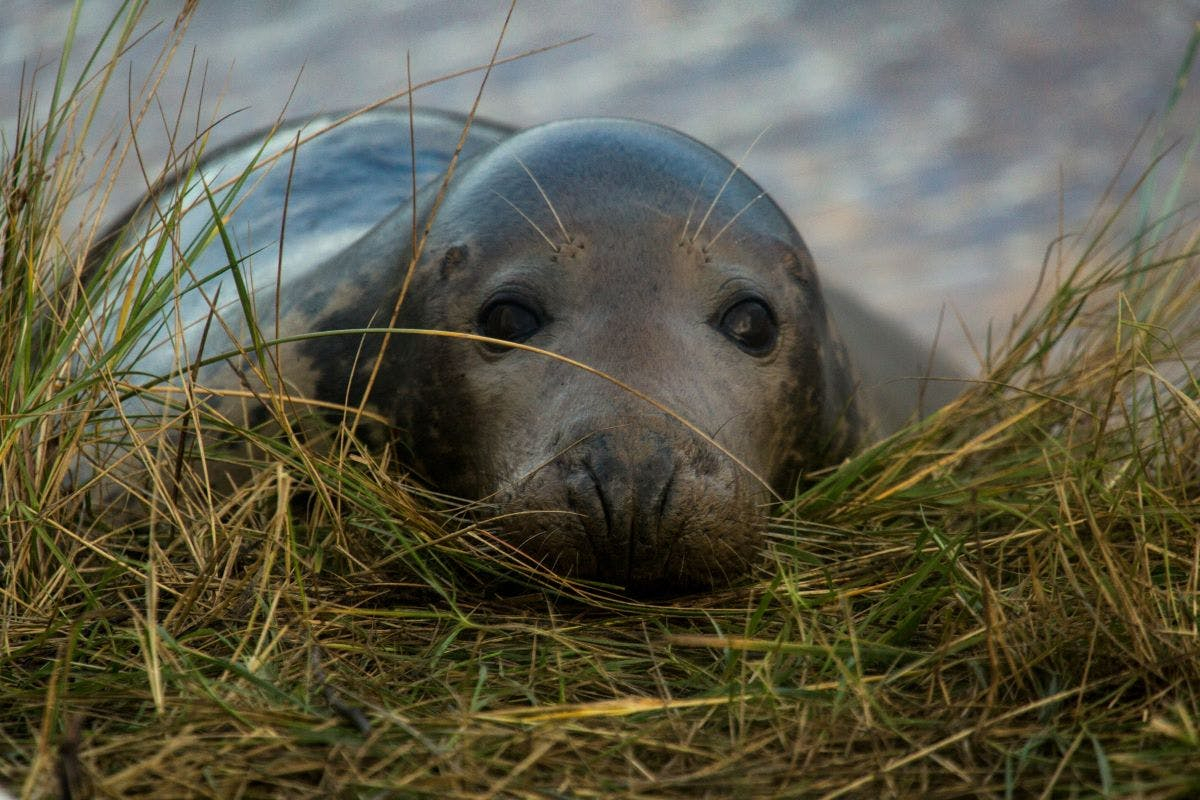 Grey seal lay on grass