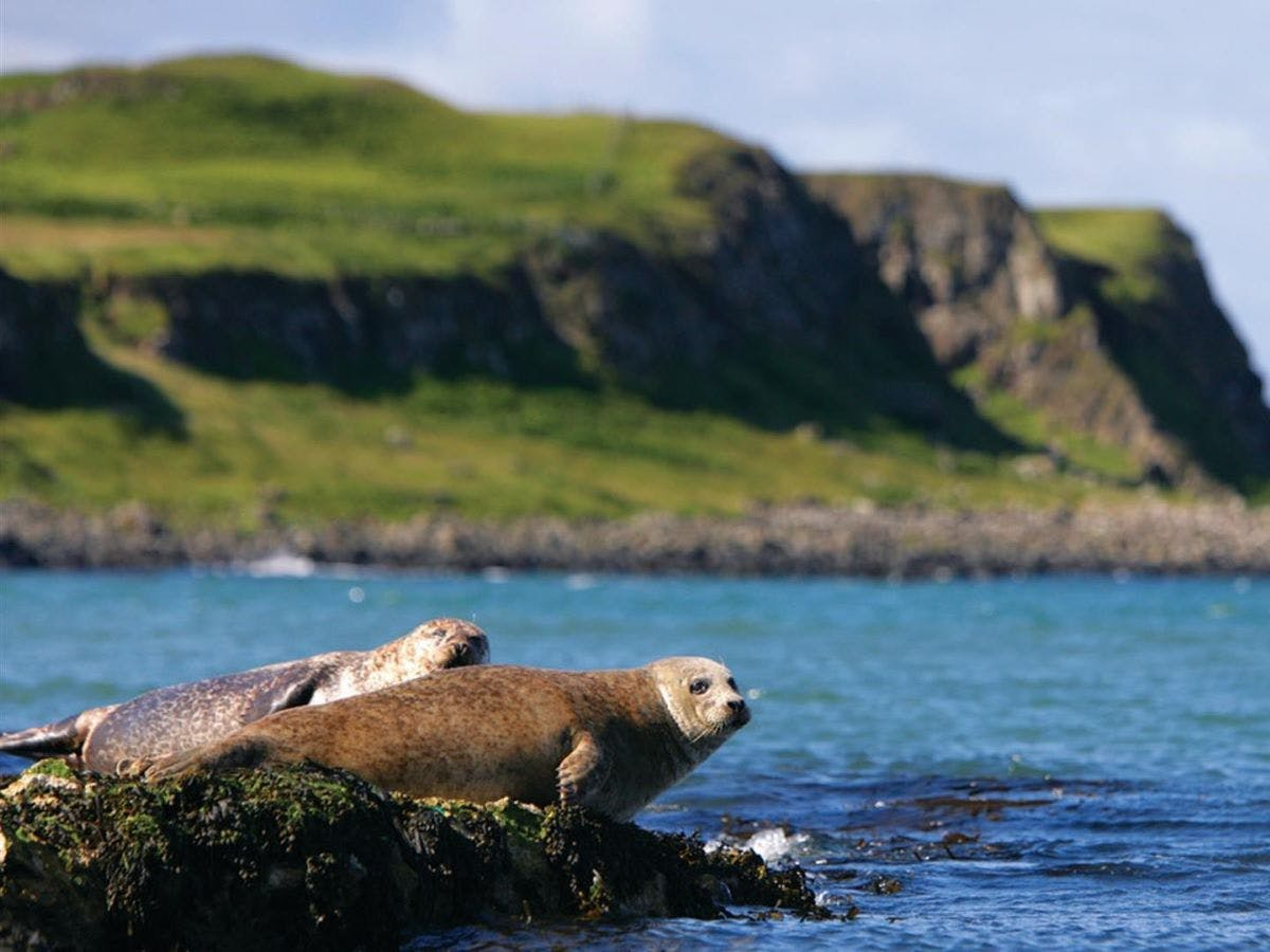 Seals on Rathlin Island