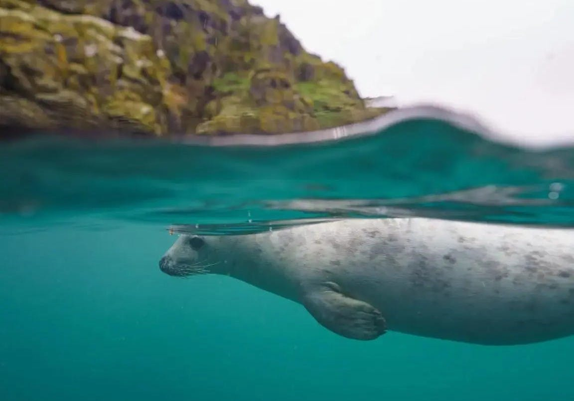 Seal underwater in Pembrokeshire