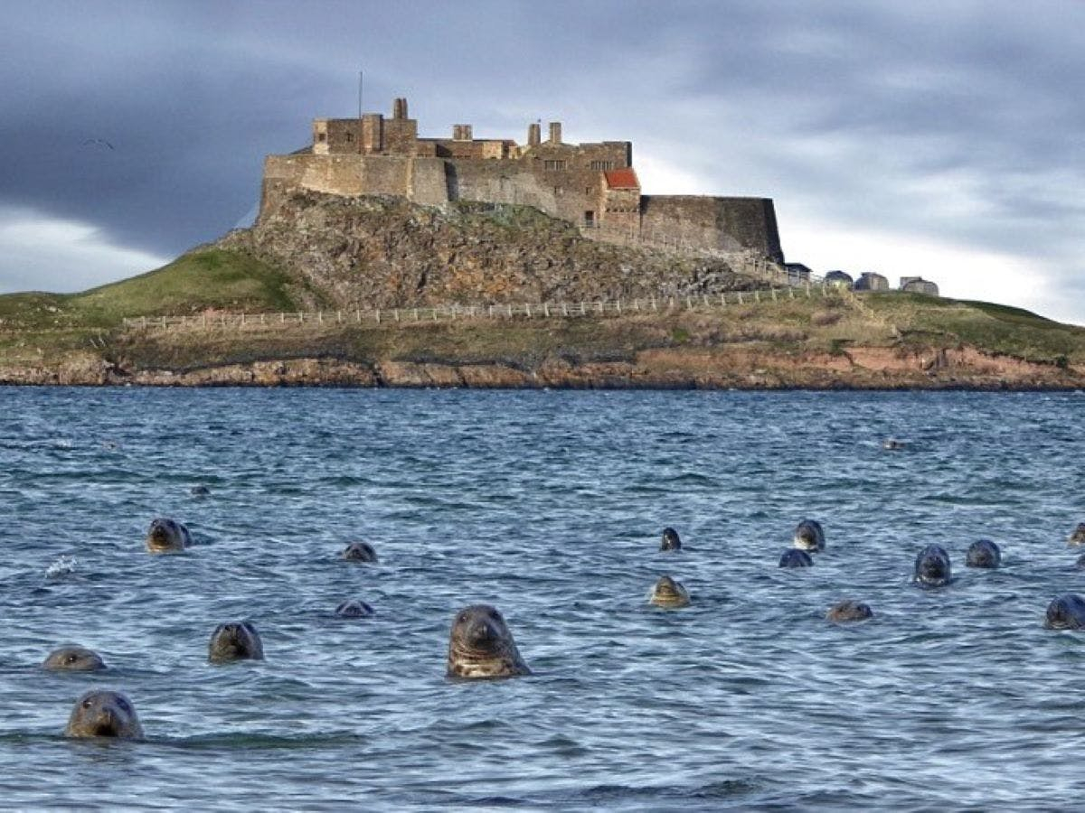 seals in holy island