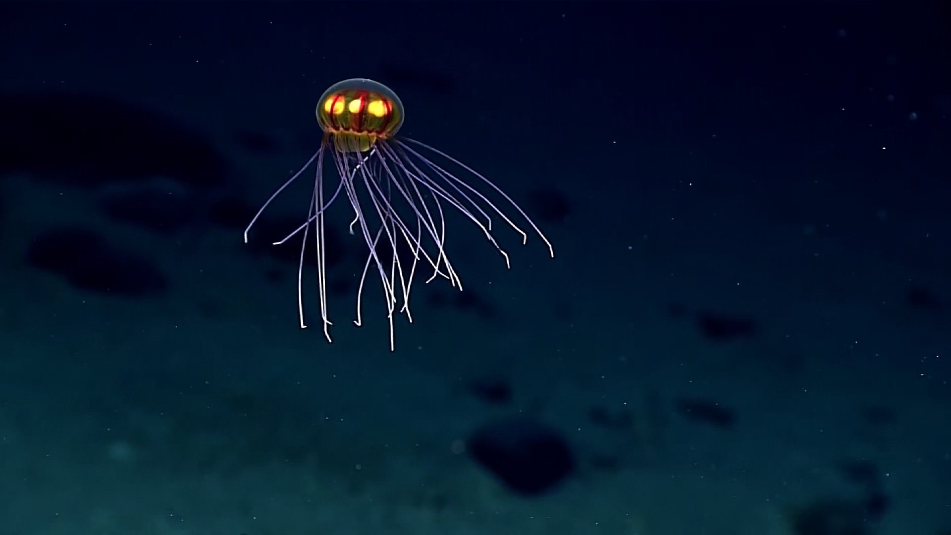 The deepest part of the ocean: The Mariana Trench