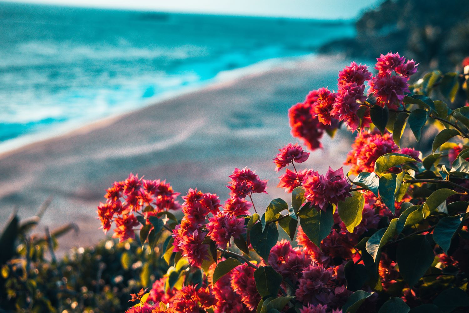 El Niño and La Niña, their impact on ocean temperature and global warming
